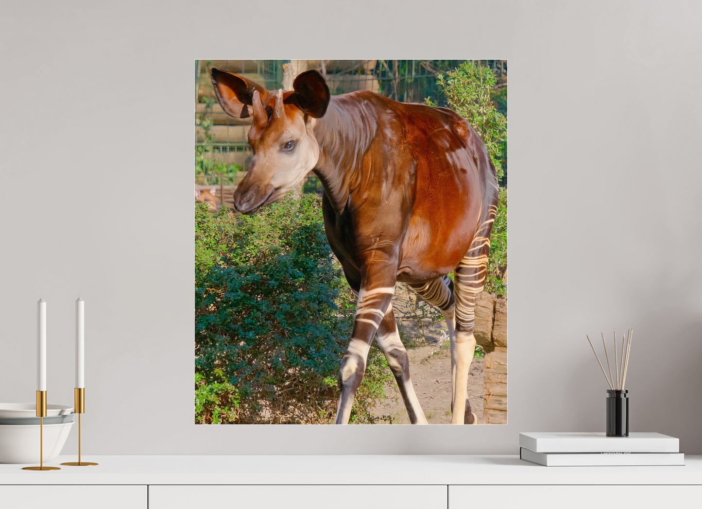 50 x 58,4 cm, Impression brillante fine art sur alu dibond (prête à être accrochée) Okapi (Allemagne, Berlin)