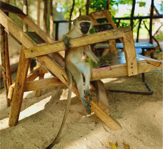 As us (Tanzania, Zanzibar)