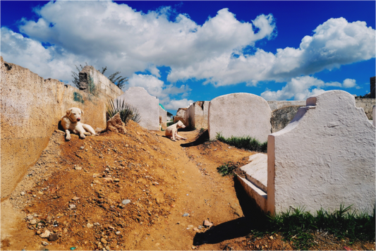 Keepers of stillness (Morocco, Fez)